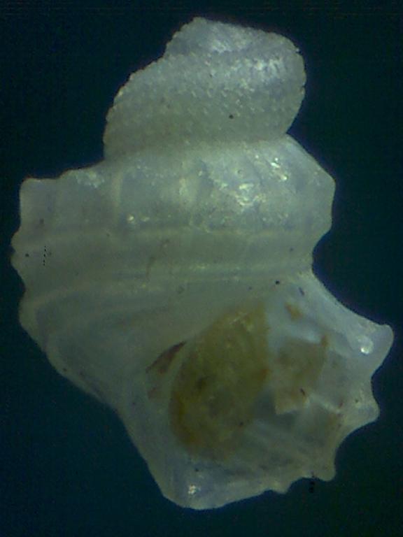 Una bonita protoconcha  ?